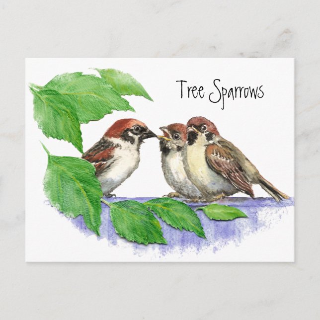 Niedlicher Vogel, Sparrow Postkarte (Vorderseite)