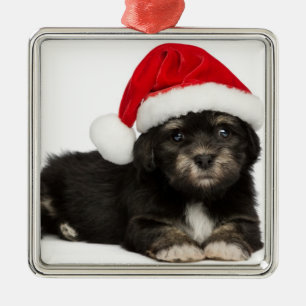Niedlicher WeihnachtenHavanese Welpen-Hund Silbernes Ornament