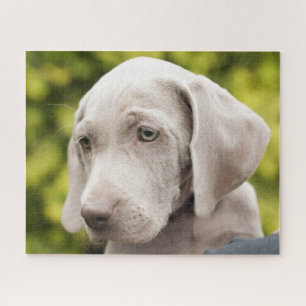 Niedlicher Weimaraner Welpenhund Puzzle