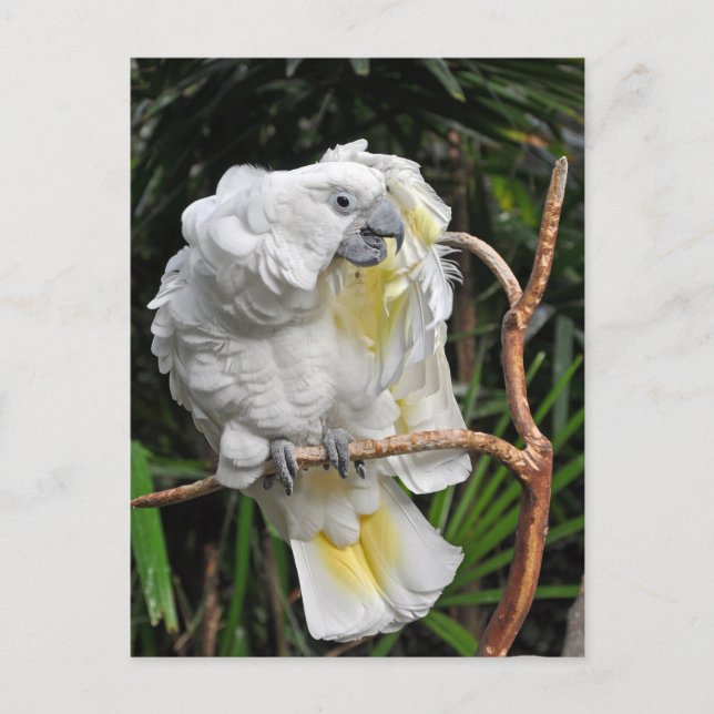 Niedlicher Weißcockatil Postkarte (Vorderseite)