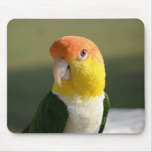 Niedlicher Weißer Blog Caique Parrot Mousepad