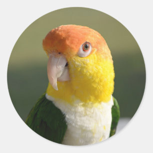 Niedlicher Weißer Blog Caique Parrot Runder Aufkleber