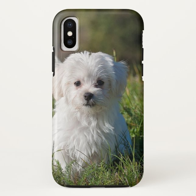 Niedlicher weißer Hund Case-Mate iPhone Hülle (Rückseite)