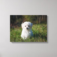 Niedlicher weißer Hund