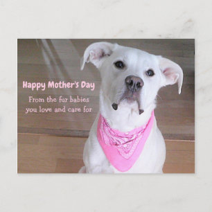 Niedlicher weißer Hund mit rosa Scarf Muttertagsfo Postkarte