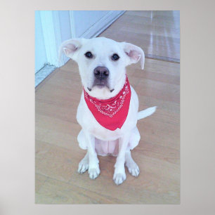 Niedlicher weißer Hund mit rotem Scarf mit sonnige Poster