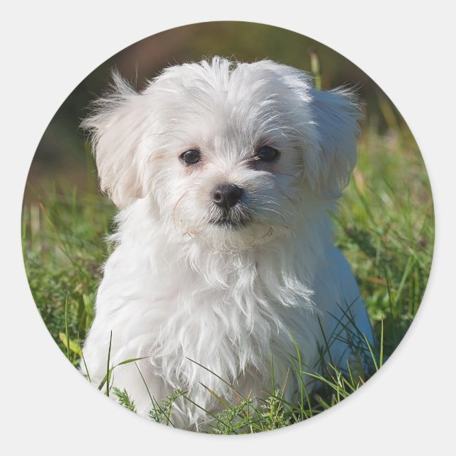 Niedlicher, weißer Malteser Welpenhund Runder Aufkleber (Vorderseite)
