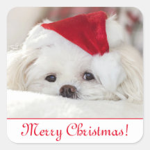 Niedlicher, weißer maltesischer Welpenhund in eine