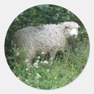 Niedlicher, weißer Schnappsticker Runder Aufkleber