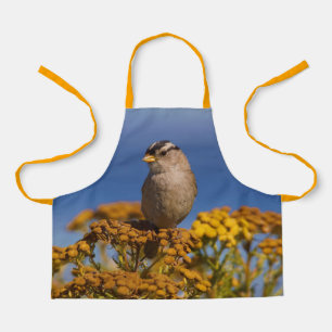 Niedlicher, weißgekrönter Sparrow auf der Tansy Schürze