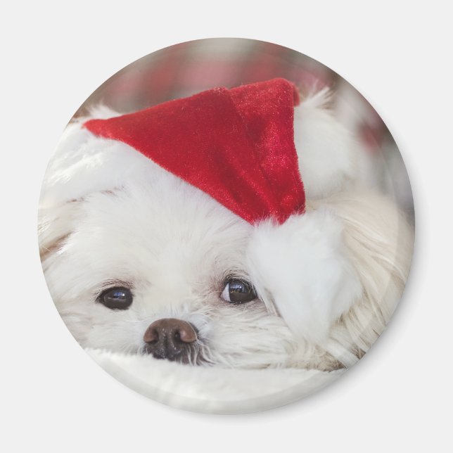 Niedlicher Weißhund in einem Red Christmas Hat Magnet (Vorne)