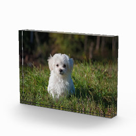 Niedlicher Weißwelpen Fotoblock