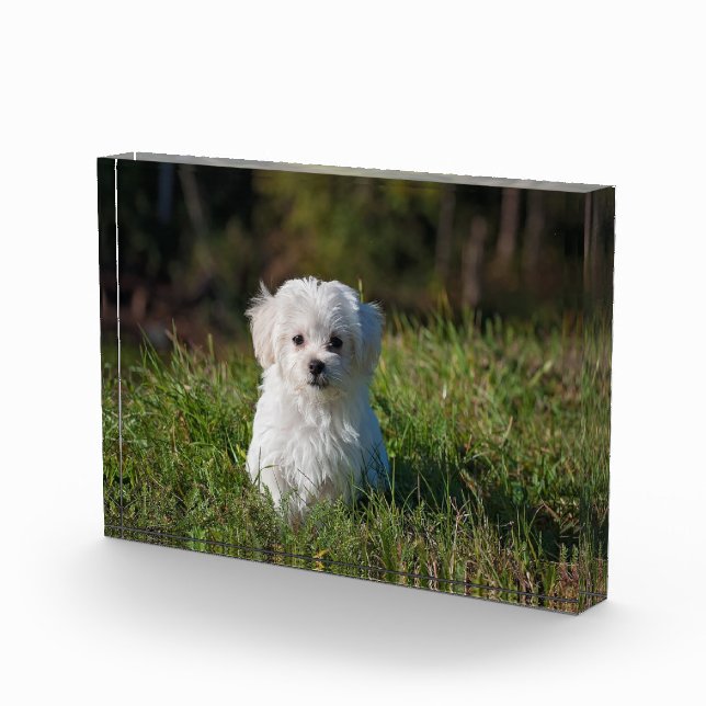 Niedlicher Weißwelpen Fotoblock (Rechts)