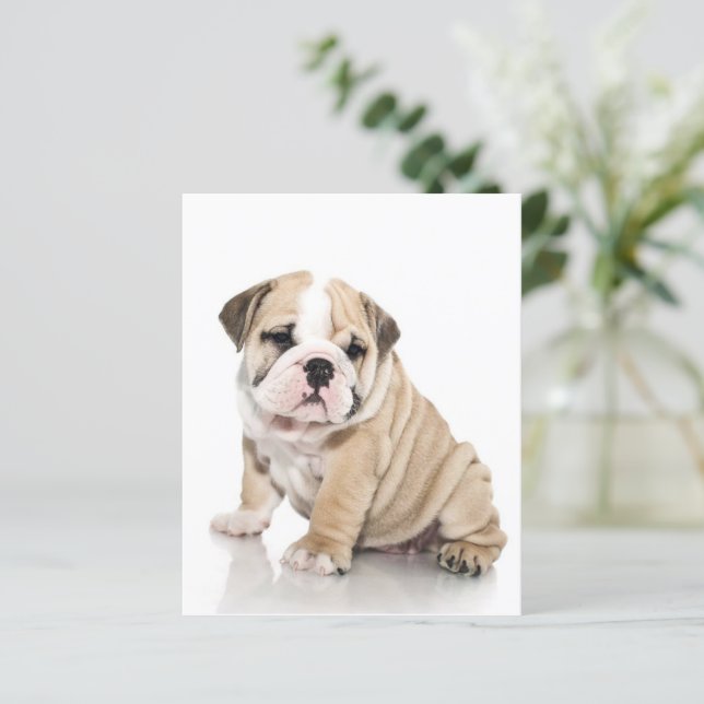Niedlicher Welpe Bulldog Sad (Stehend Vorderseite)
