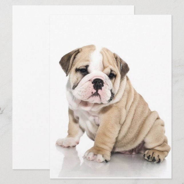 Niedlicher Welpe Bulldog Sad (Vorne/Hinten)