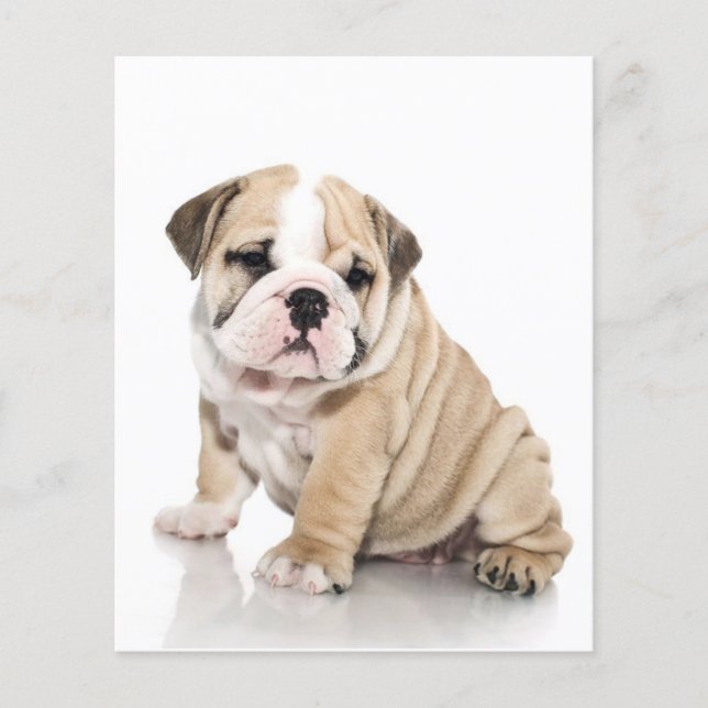 Niedlicher Welpe Bulldog Sad Flyer (Vorne)