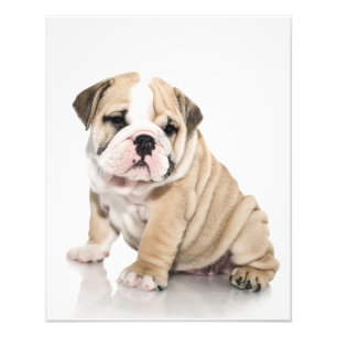 Niedlicher Welpe Bulldog Sad Fotodruck