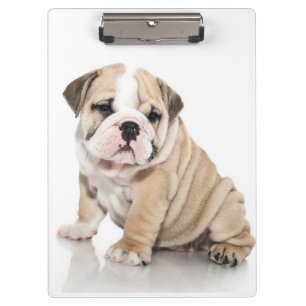 Niedlicher Welpe Bulldog Sad Klemmbrett