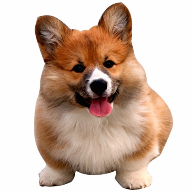 Niedlicher Welpe des Corgi Freistehende Fotoskulptur (Vorne)