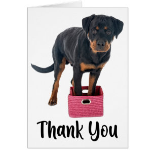 Niedlicher Welpen Hund Rottweiler Vielen Dank