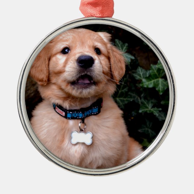 Niedlicher Welpenhund Golden Retriever Welpe Silbernes Ornament (Vorne)