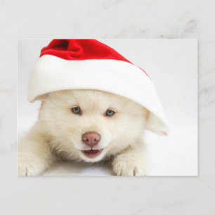 Niedlicher Welpenhund in einer Weihnachtsmannmütze Postkarte