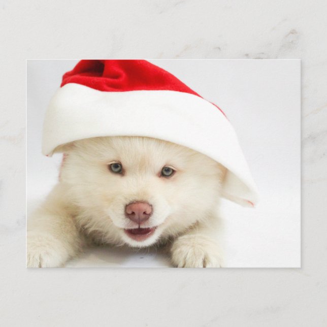 Niedlicher Welpenhund in einer Weihnachtsmannmütze Postkarte (Vorderseite)