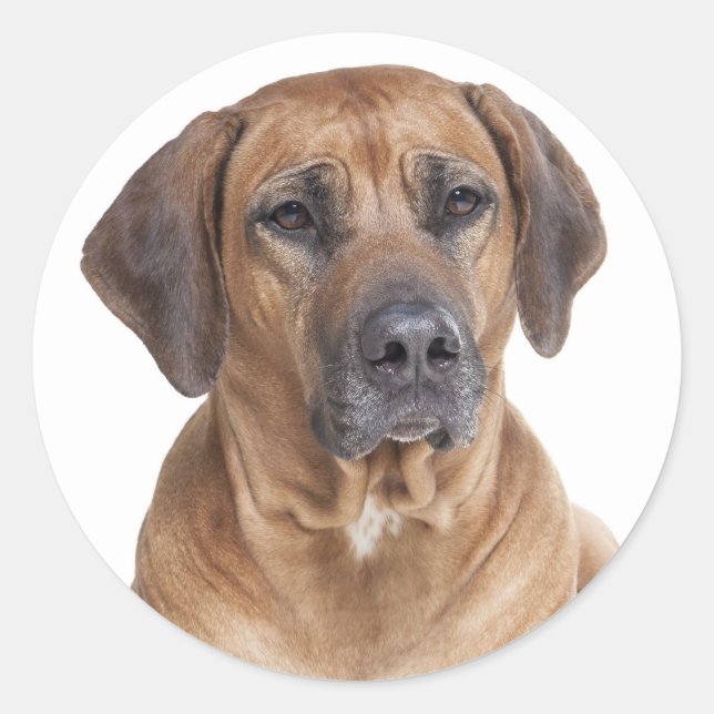 Niedlicher Welpenhund Rhodesian Ridgeback Runder Aufkleber (Vorderseite)