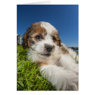 Niedlicher Welpenhund (Shitzu)