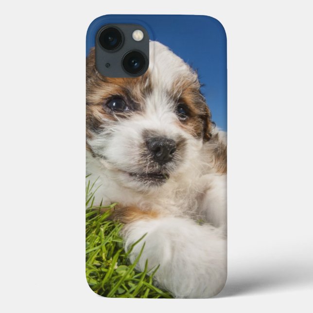 Niedlicher Welpenhund (Shitzu) Case-Mate iPhone Hülle (Rückseite)