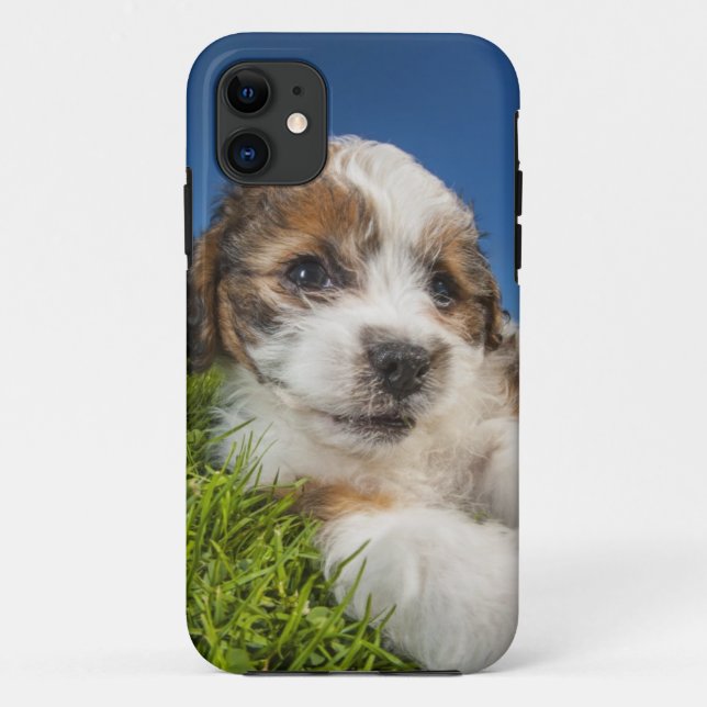 Niedlicher Welpenhund (Shitzu) Case-Mate iPhone Hülle (Rückseite)