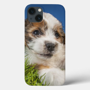 Niedlicher Welpenhund (Shitzu) Case-Mate iPhone Hülle