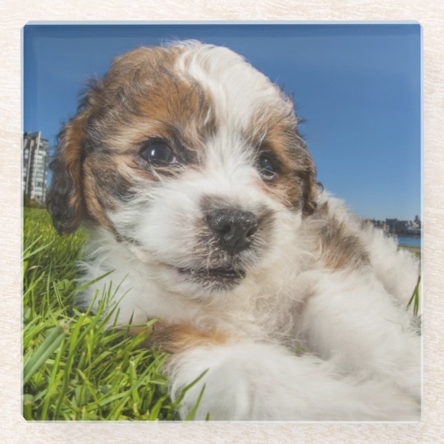 Niedlicher Welpenhund (Shitzu) Glasuntersetzer (Vorderseite)