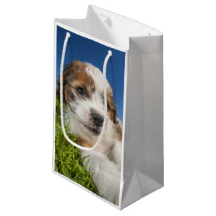Niedlicher Welpenhund (Shitzu) Kleine Geschenktüte