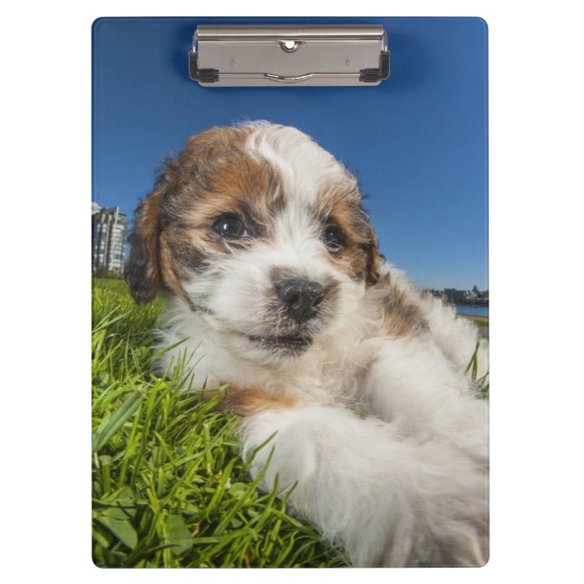 Niedlicher Welpenhund (Shitzu) Klemmbrett (Vorderseite)