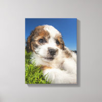 Niedlicher Welpenhund (Shitzu)