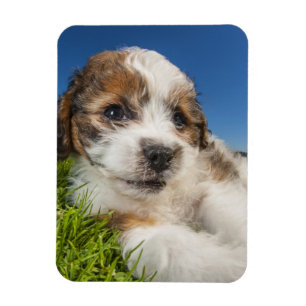 Niedlicher Welpenhund (Shitzu) Magnet