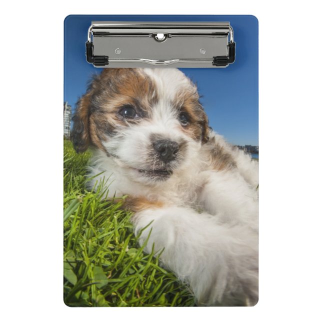 Niedlicher Welpenhund (Shitzu) Mini Klemmbrett (Vorderseite)