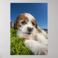 Niedlicher Welpenhund (Shitzu)