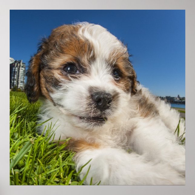 Niedlicher Welpenhund (Shitzu) Poster (Vorne)