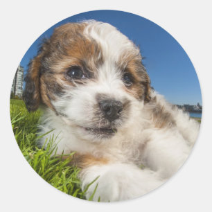 Niedlicher Welpenhund (Shitzu) Runder Aufkleber