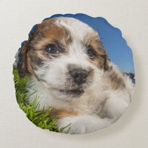 Niedlicher Welpenhund (Shitzu) Rundes Kissen