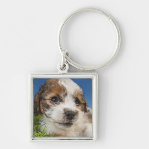 Niedlicher Welpenhund (Shitzu) Schlüsselanhänger
