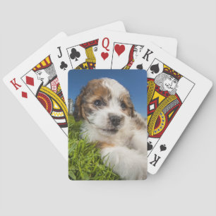 Niedlicher Welpenhund (Shitzu) Spielkarten