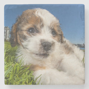 Niedlicher Welpenhund (Shitzu) Steinuntersetzer