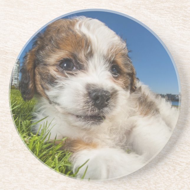 Niedlicher Welpenhund (Shitzu) Untersetzer (Vorne)
