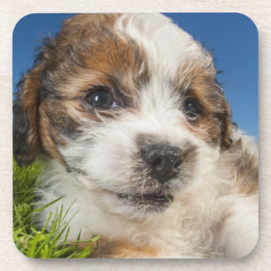 Niedlicher Welpenhund (Shitzu) Untersetzer