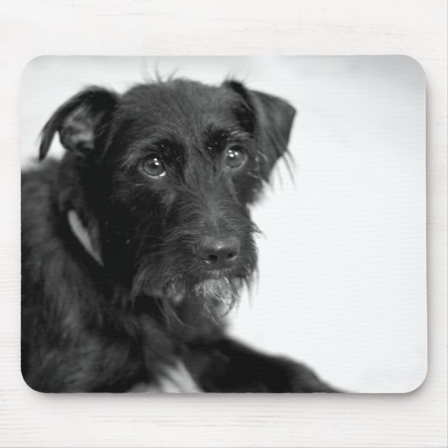 Niedlicher Welpeschnauzer-Terrier Schwarz-weißes Mousepad (Vorne)