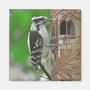 Niedlicher Woodpecker Bird auf Birdhouse Magnet