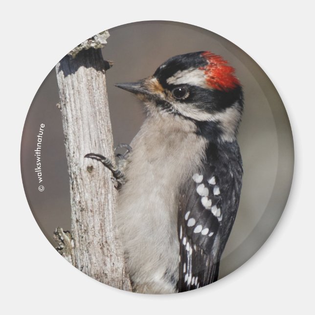 Niedlicher Woodpecker-Vogel auf Zweigstelle Magnet (Vorne)